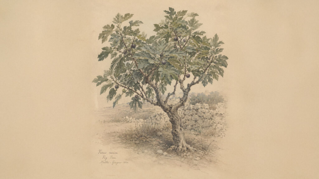 Botaniczna ilustracja przedstawiająca drzewo figowe (Ficus carica) z owocami na tle kamiennego muru, wykonana w stylu akwarelowym na pożółkłym papierze.
